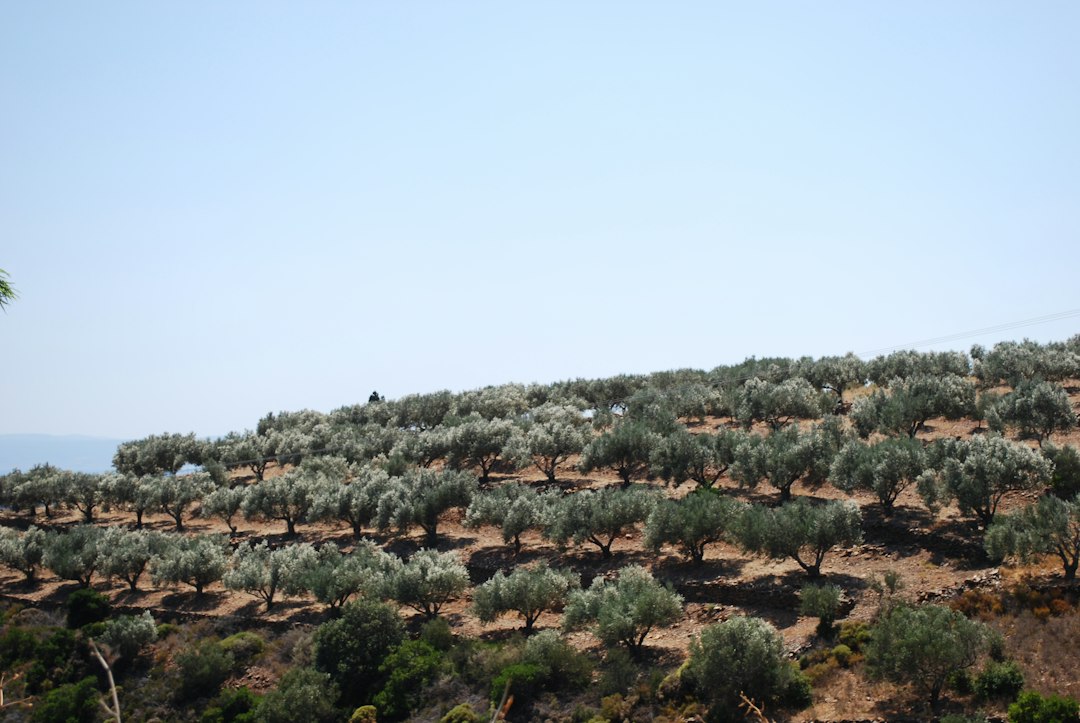 Green Greek landscape